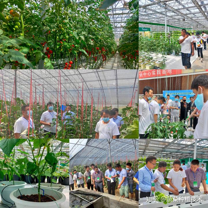 种植基地食用菌技术方案_食用菌种植技术基地_食用菌种植基地简介