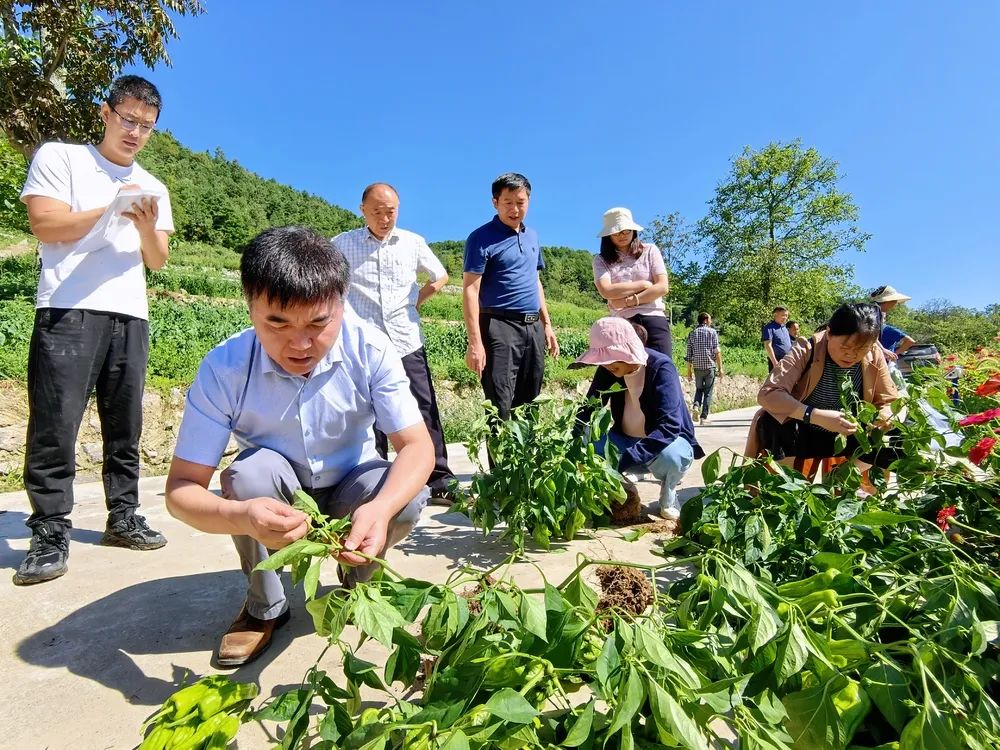 辣椒周年种植技术有哪些_辣椒周年种植技术_辣椒周年种植技术与管理