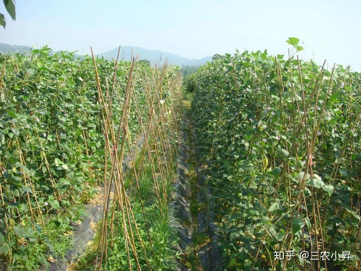 种韭黄的管理技术_韭黄种植视频教程_黄韭家庭种植技术