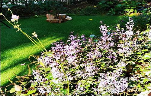 黄韭家庭种植技术_怎么在家种韭黄_怎么样种植韭黄