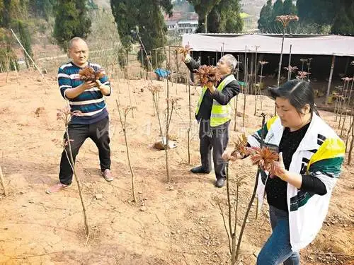 湖北地区一般种植什么树比较好_湖北省适合种植什么名贵的树木_湖北种植致富树