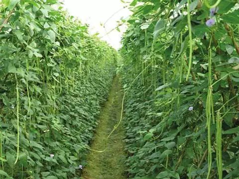 豇豆的种植时间和种植方法_豇豆种植技术相关推荐_豇豆种植技术与管理