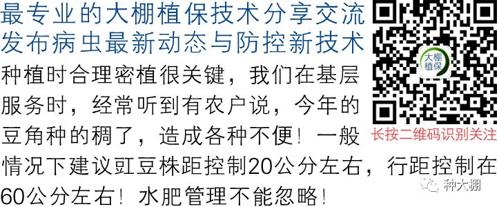 豇豆种植技术相关推荐_豇豆种植技术与管理_豇豆的种植时间和种植方法