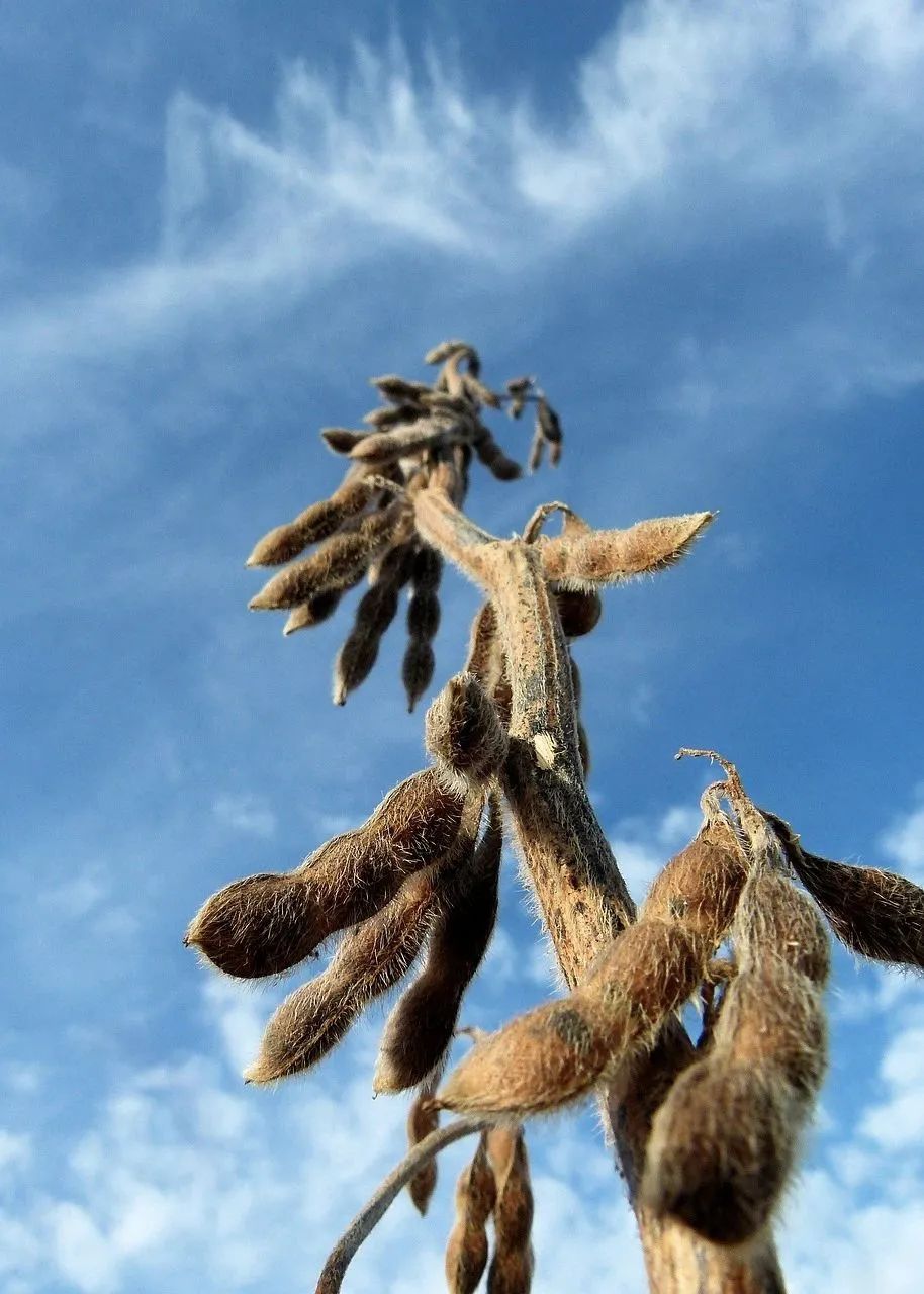 黄豆种植管理技术视频_黄豆种植技术与管理_黄豆种植管理技术与管理