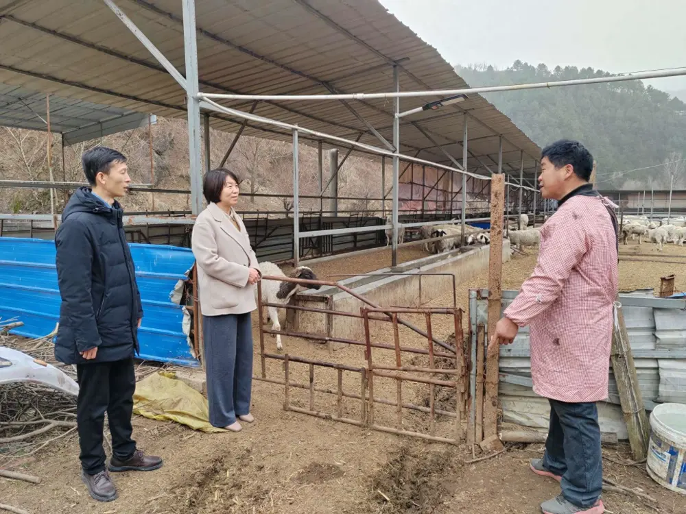 新春走基层——商州区麻街镇：羊圈里共谋“致富经”