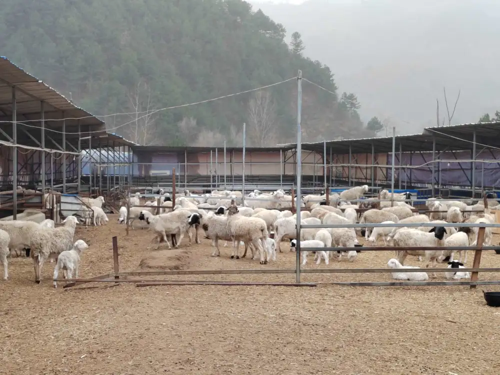 致富养殖多肉好养吗_多肉养殖致富经_致富养殖多肉怎么养