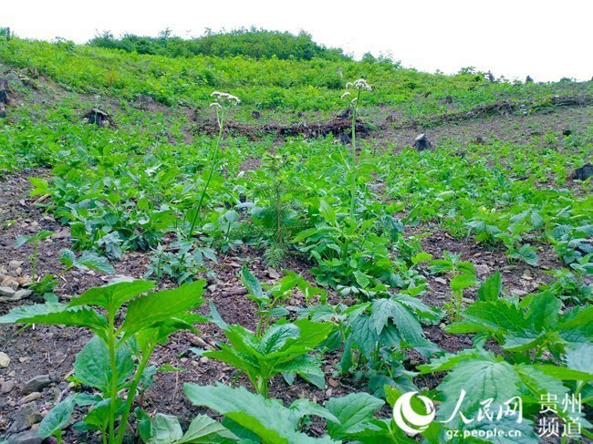 缬草种植亩效益_种植缬草带头致富_缬草种植前景