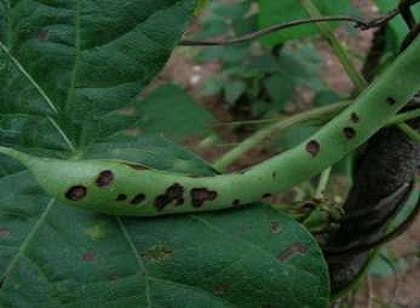 豇豆种植技术相关推荐_豇豆种植技术与管理_豇豆种植技巧