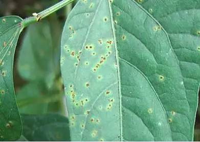 豇豆种植技术与管理_豇豆种植技术相关推荐_豇豆种植技巧