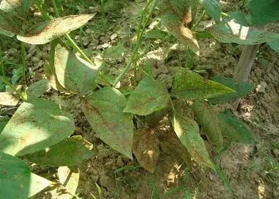 豇豆种植技巧_豇豆种植技术相关推荐_豇豆种植技术与管理