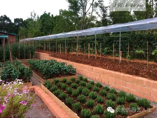 怎么样种植韭黄_黄韭家庭种植技术_种韭黄的管理技术