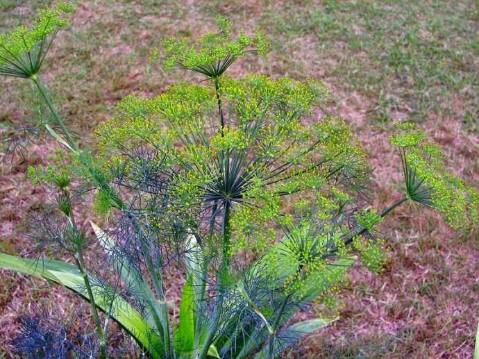 黄韭家庭种植技术_种韭黄的管理技术_怎么样种植韭黄