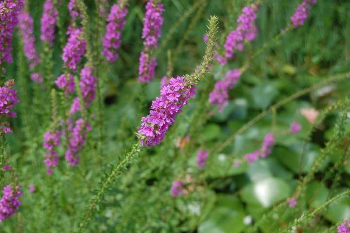 黄韭家庭种植技术_怎么样种植韭黄_种韭黄的管理技术