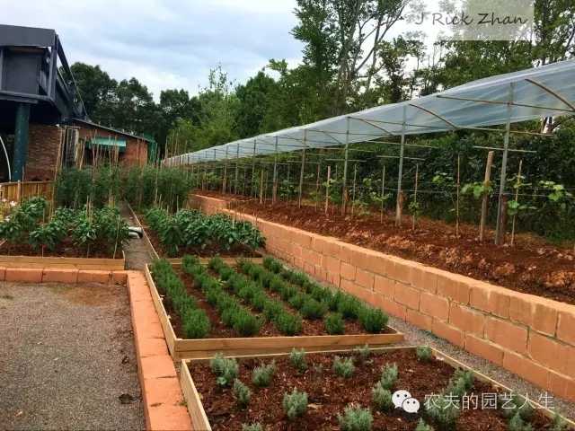 怎么样种植韭黄_黄韭家庭种植技术_种韭黄的管理技术