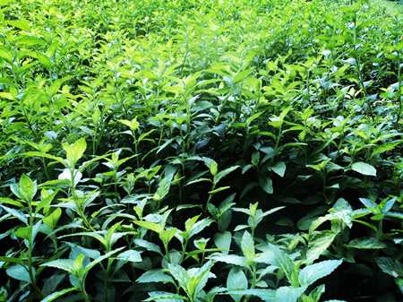 怎么样种植韭黄_黄韭家庭种植技术_种韭黄的管理技术