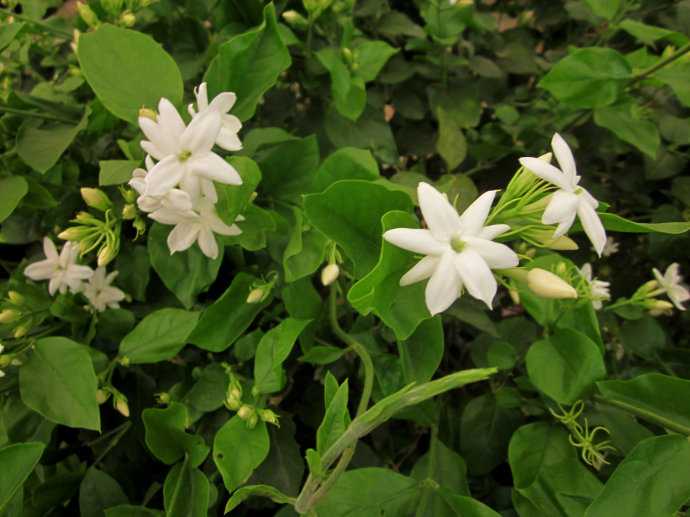 怎么样种植韭黄_黄韭家庭种植技术_种韭黄的管理技术