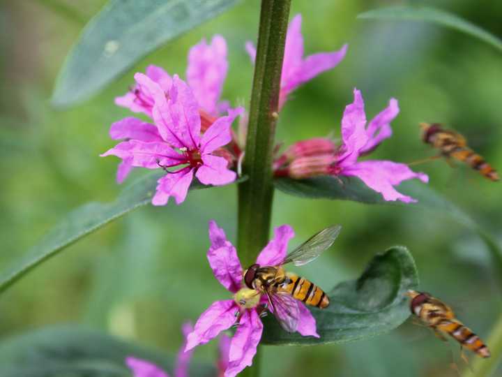 怎么样种植韭黄_黄韭家庭种植技术_种韭黄的管理技术