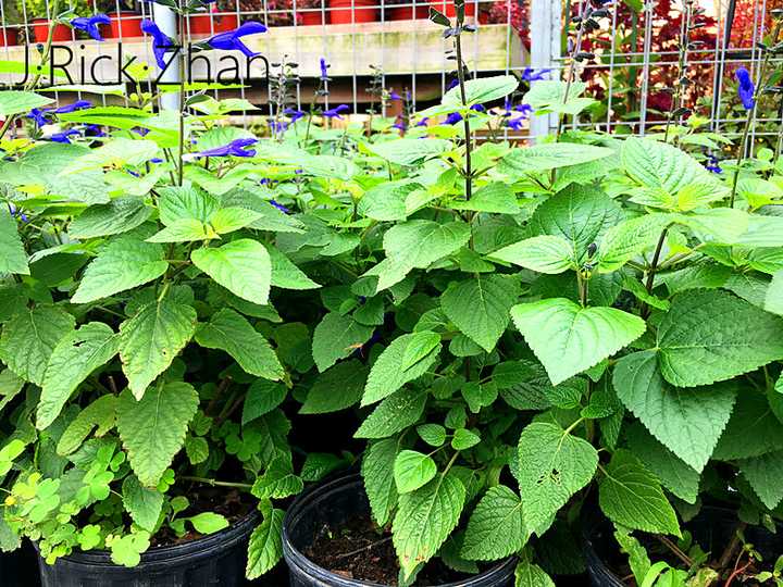 黄韭家庭种植技术_怎么样种植韭黄_种韭黄的管理技术