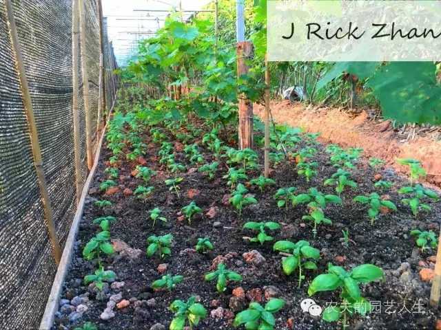 黄韭家庭种植技术_种韭黄的管理技术_怎么样种植韭黄