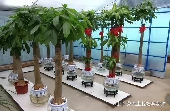 致富种植盆景方法图解_盆景种植致富方法_盆栽致富