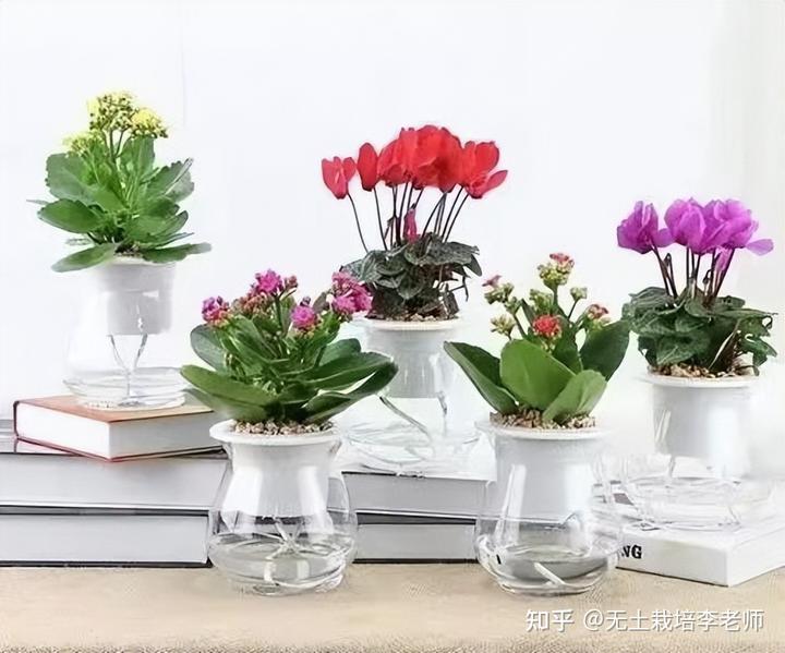 致富种植盆景方法图解_盆栽致富_盆景种植致富方法