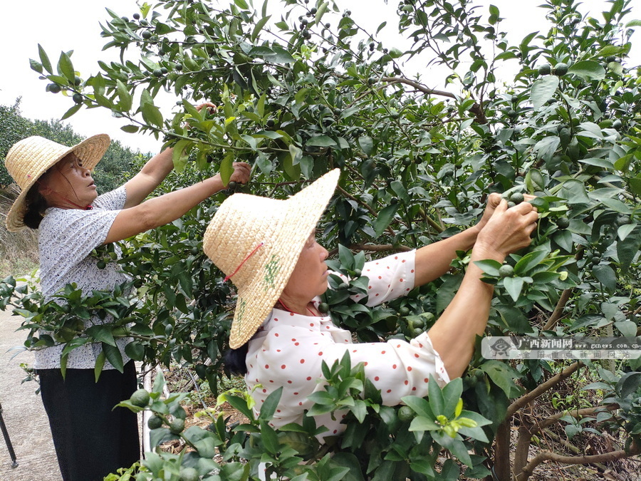 大化：壮大特色产业 带动群众就业