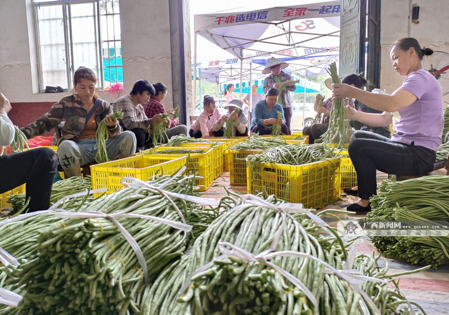 蘑菇种植技术视频播放_蘑菇种植视屏_黄金菇种植技术视频