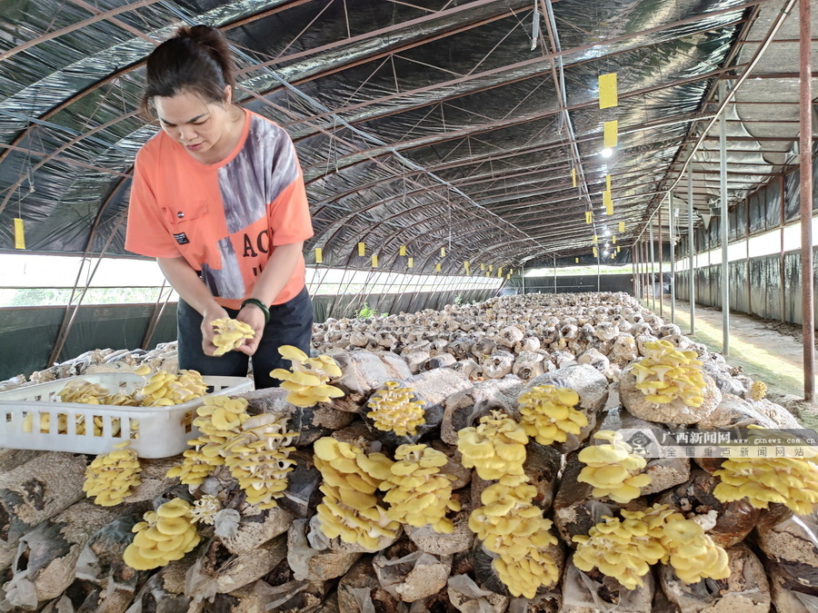 蘑菇种植视屏_蘑菇种植技术视频播放_黄金菇种植技术视频