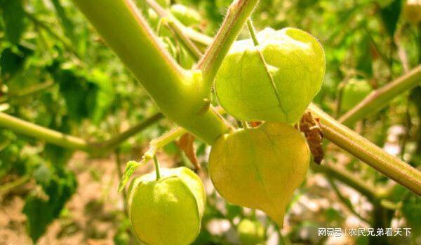 农村种菜致富案例_致富种植菜农村有补贴吗_农村种植致富菜