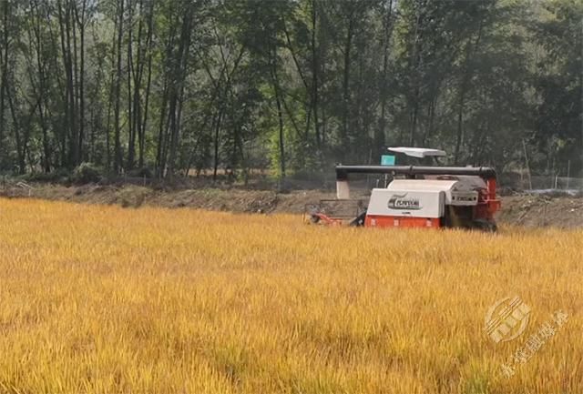 致富稻种植基地_致富稻种植基地有哪些_致富稻种植基地地址