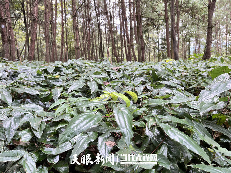 缬草种植技术_种植缬草带头致富_缬草一亩地产量