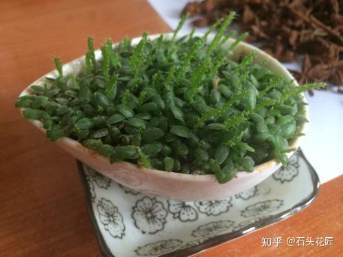 盆景种植致富方法_致富种植盆景方法图解_盆栽致富