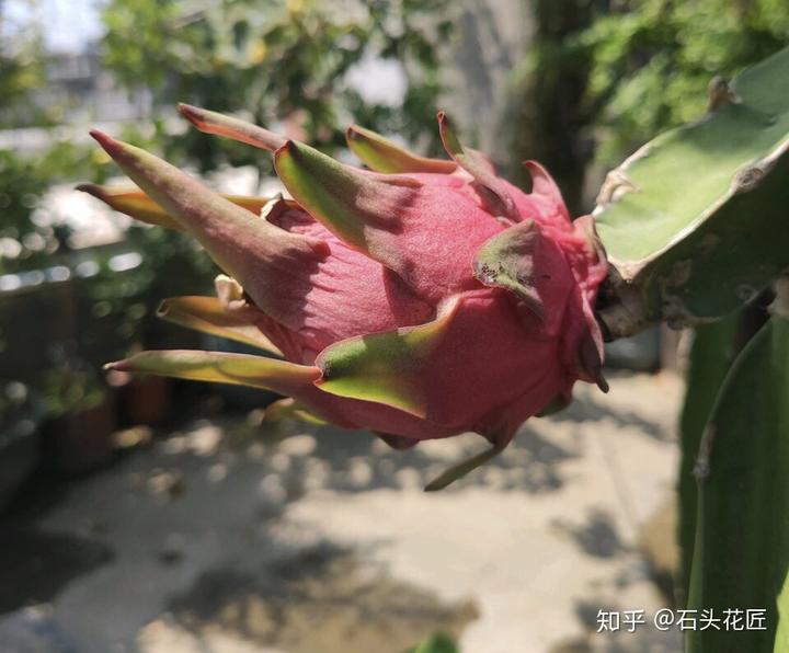 盆栽致富_盆景种植致富方法_致富种植盆景方法图解