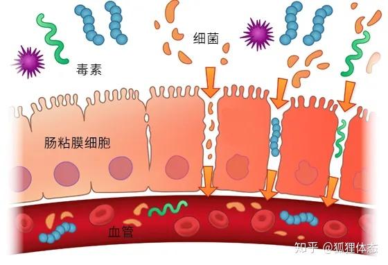 红藜种植技术_红藜麦种植技术_红藜麦种植视频