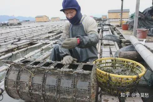 海参苗养殖视频教程_海参苗的养殖技术_海参苗室