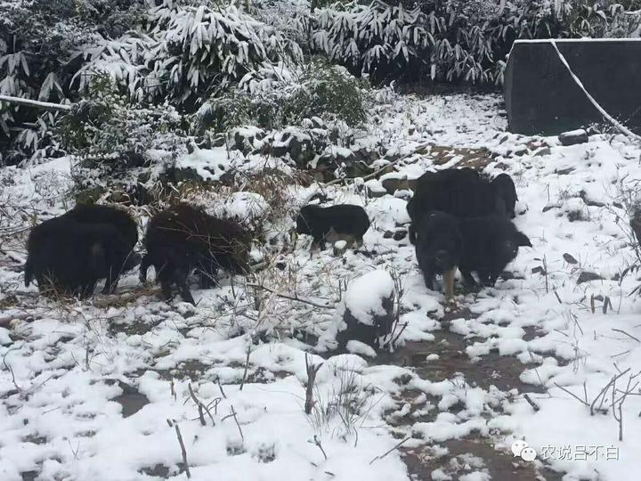 致富经香猪_2014年 致富经 香猪_致富经香猪养殖视频