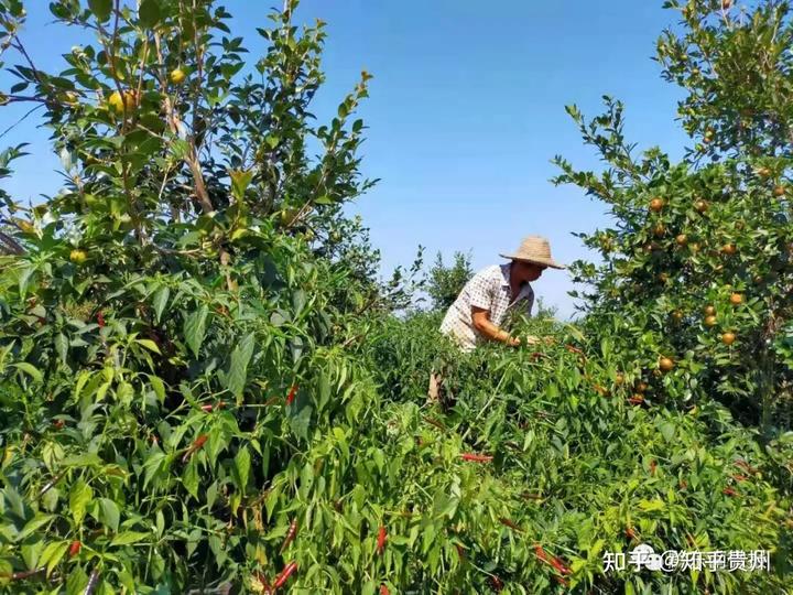 野鸡林场图片_致富经野鸡_致富经林下野鸡