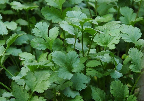 香菜种植时间及月份