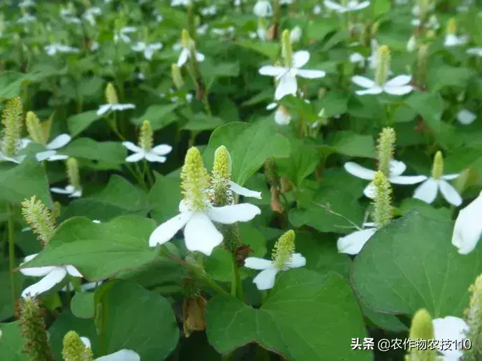 致富经鱼腥草种植视频_鱼腥草的视频_CCTV7致富经鱼腥草视频