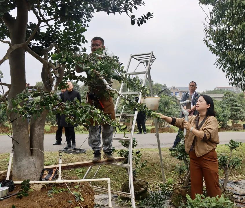 致富种植造型树木_种植致富案例_种植造型树致富