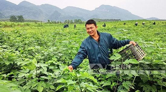 扶贫项目种植_种植扶贫树致富_扶贫种果树