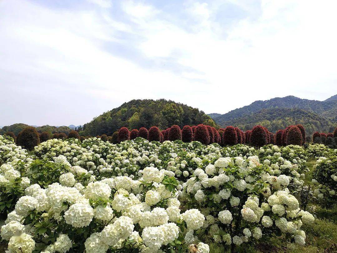 扶贫种果树_扶贫种树苗实施方案_种植扶贫树致富