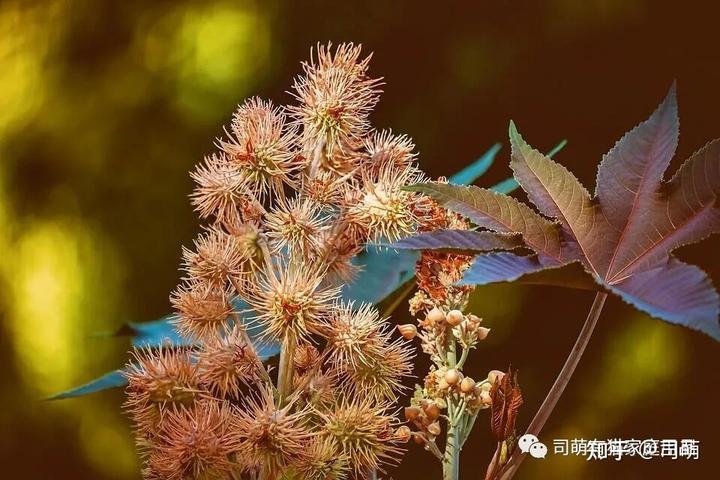 致富经蓖麻种植_致富经蓖麻_种植蓖麻可致富