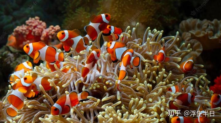 海水鱼养殖技术视频_海水视频养殖鱼技术教程_养海水鱼的视频