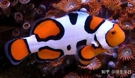 海水视频养殖鱼技术教程_养海水鱼的视频_海水鱼养殖技术视频