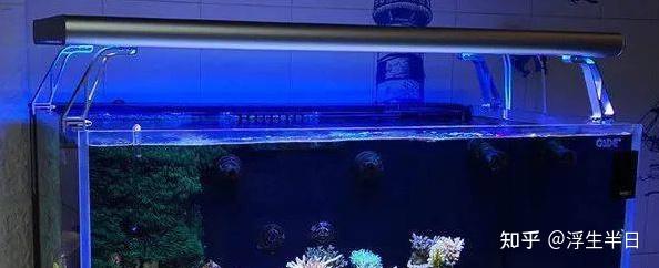 海水鱼养殖技术视频_海水视频养殖鱼技术教程_养海水鱼的视频