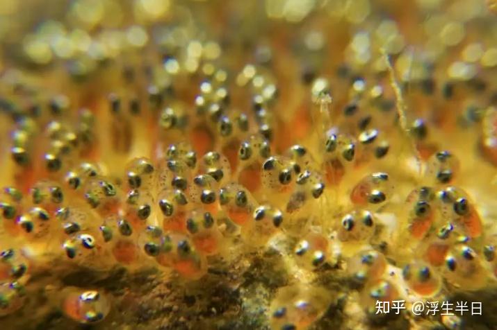 海水视频养殖鱼技术教程_养海水鱼的视频_海水鱼养殖技术视频