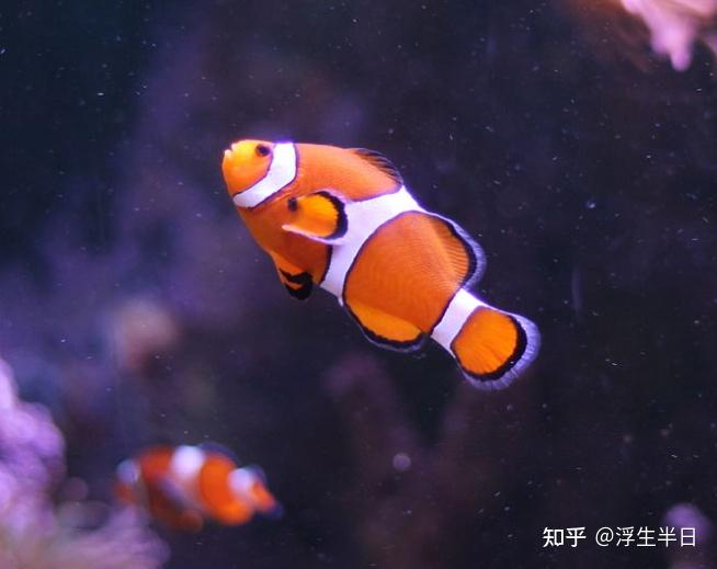养海水鱼的视频_海水视频养殖鱼技术教程_海水鱼养殖技术视频
