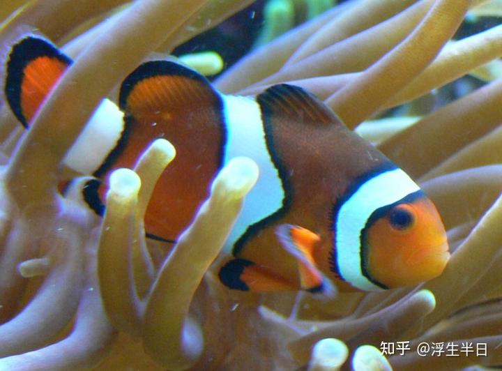 养海水鱼的视频_海水视频养殖鱼技术教程_海水鱼养殖技术视频