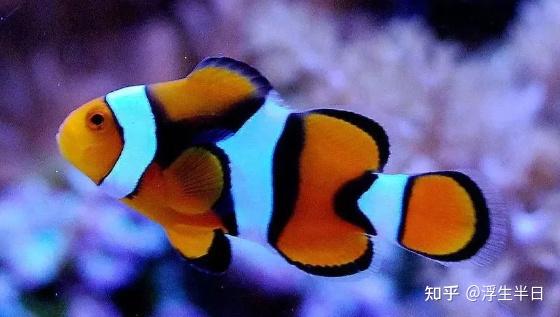 养海水鱼的视频_海水视频养殖鱼技术教程_海水鱼养殖技术视频